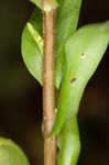 Green rockcress